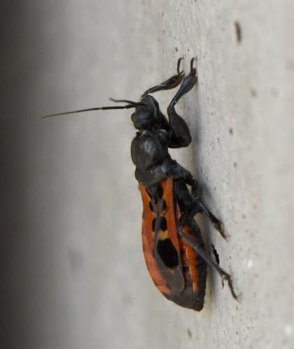 Réf. 230 690 : Peirates stridulus